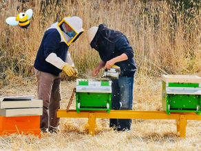 Tivoli: Installata dalle Villae una postazione di alveari a Villa Adriana per il biomonitoraggio