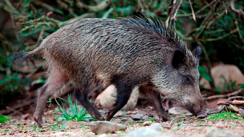 Tivoli: Allarme cinghiali, sicurezza a rischio, servono interventi urgenti