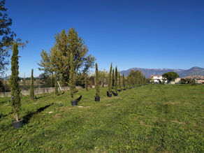 Guidonia Montecelio: Piantati 62 nuovi alberi al Parco di Valle Pilella
