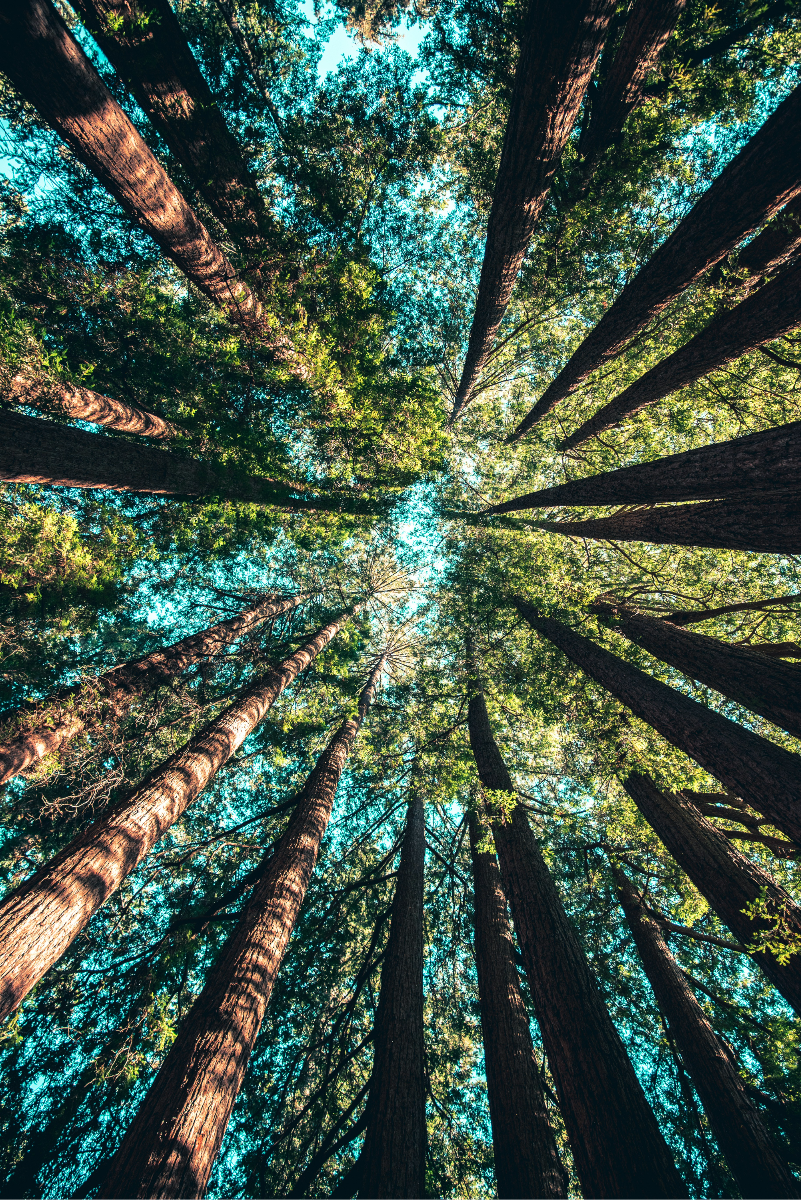 Tall forest trees towering overhead