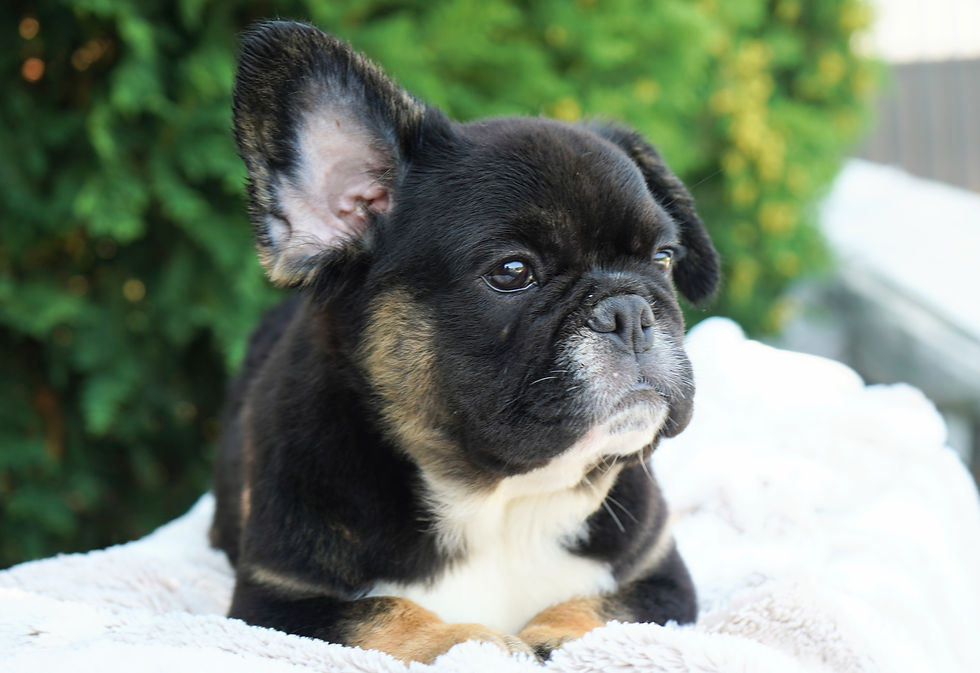 Thumbnail: AKC registered tri colored fluffy french bulldog puppy for sale in indiana