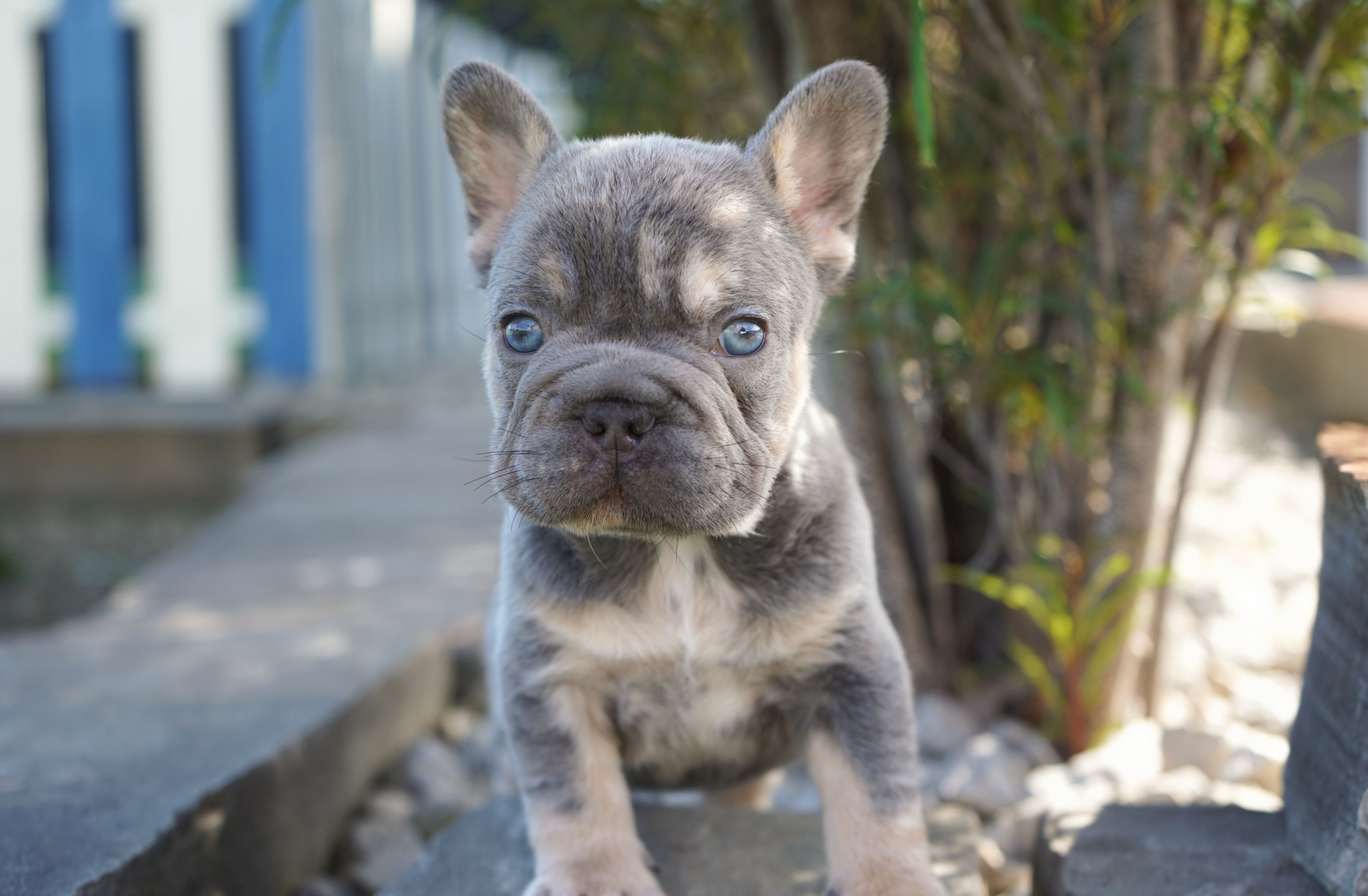 Bruno | Blue Tri Merle French Bulldog Puppy | Adopted