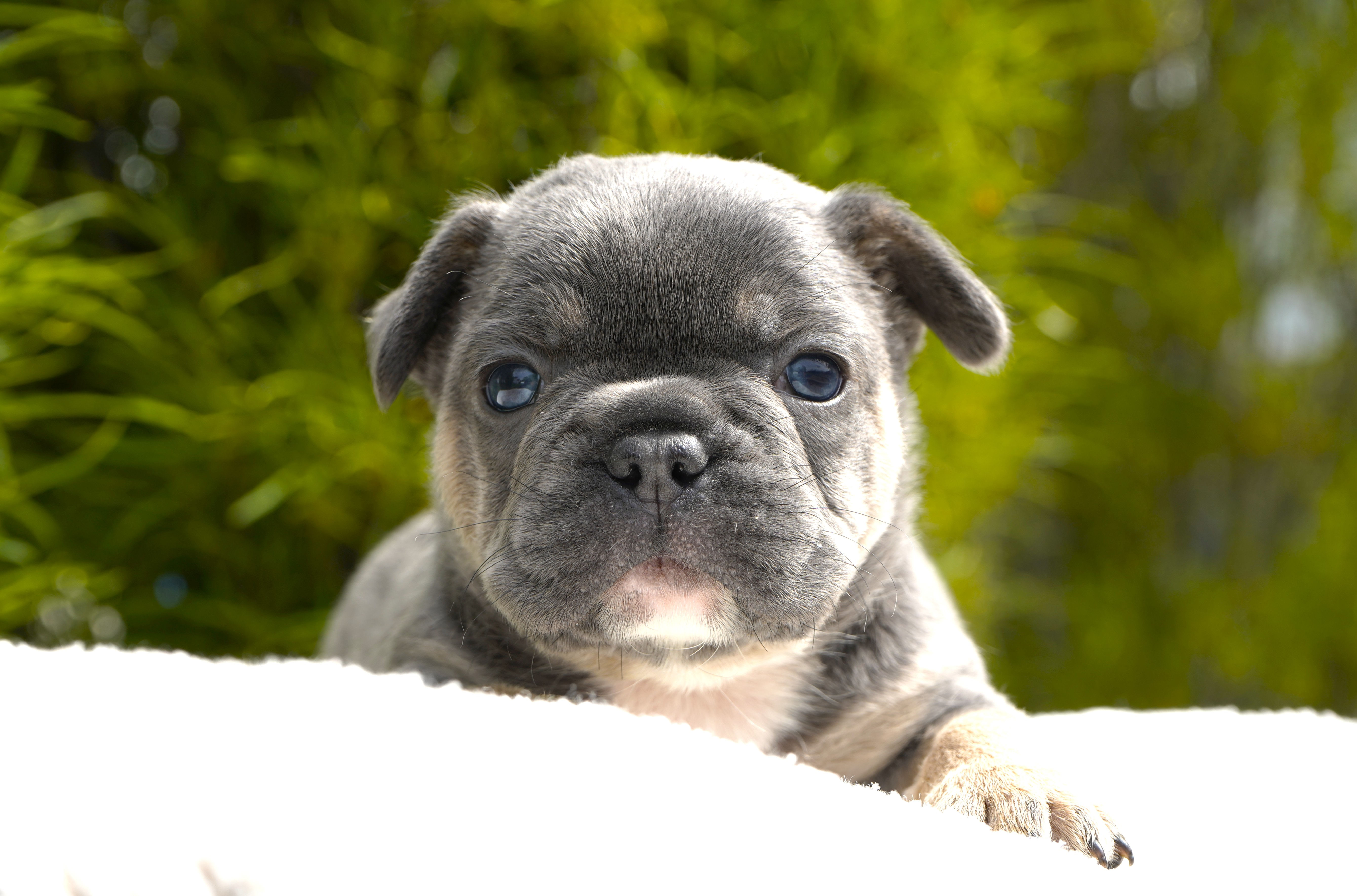 AKC Blue and tan French Bulldog puppy front view for sale