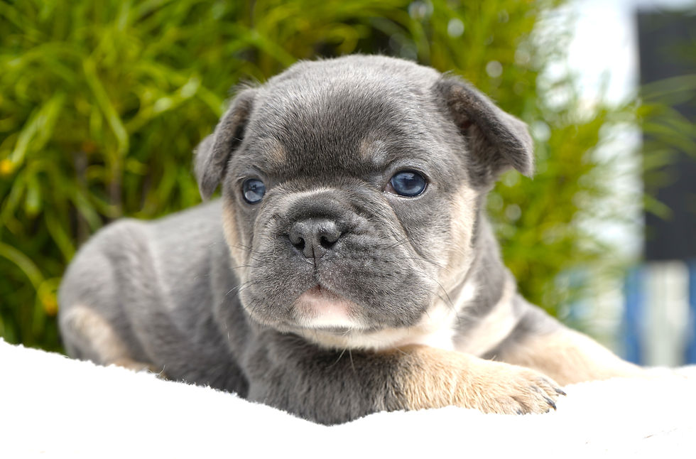 AKC Blue tri colored French Bulldog puppy looking beyond camera for sale