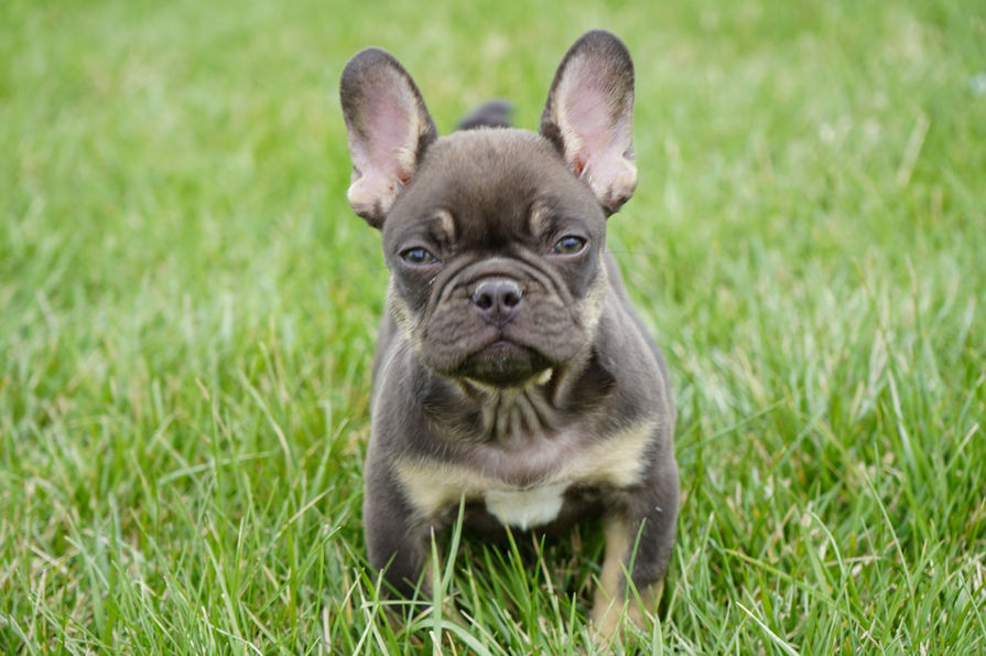 French Bulldog Puppy For Sale in Indiana