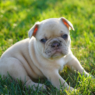 French bulldog puppy for sale