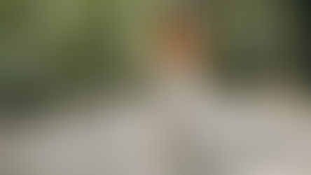 Caminar 30 minutos al día beneficia a los perros, pero requiere vacunación y prevención contra parásitos