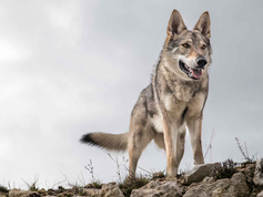 Ambientalistas demandan al Gobierno EEUU por su plan de recuperación del lobo mexicano