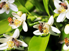 ¿Por qué el planeta necesita que dejemos de consumir miel?