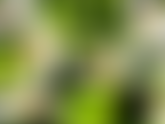 ¿Por qué el planeta necesita que dejemos de consumir miel?