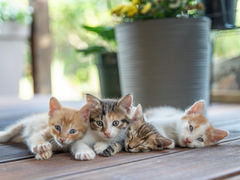 ¿Adoptaste un gato? Esto es lo primero que debes hacer para cuidarlo bien