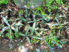 Benefician flora y fauna en Estado de México y Nuevo León con más de 3 mil especies de plantas