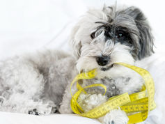 La obesidad puede reducir 20% la vidade tu mascota; conoce 5 tips para cuidarla