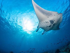 Científicos realizan primer ultrasonido subacuático a mantarraya