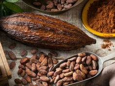 Resguardan colección de cacao que es un tesoro mundial