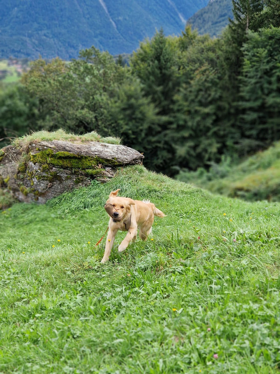 ab1da8f8-c76b-4413-9155-d6e5ce744444