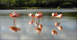flamencos rojos