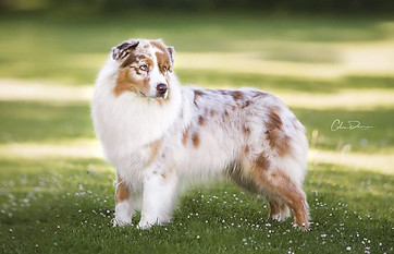 32294044_10215803412297710_3462296016319