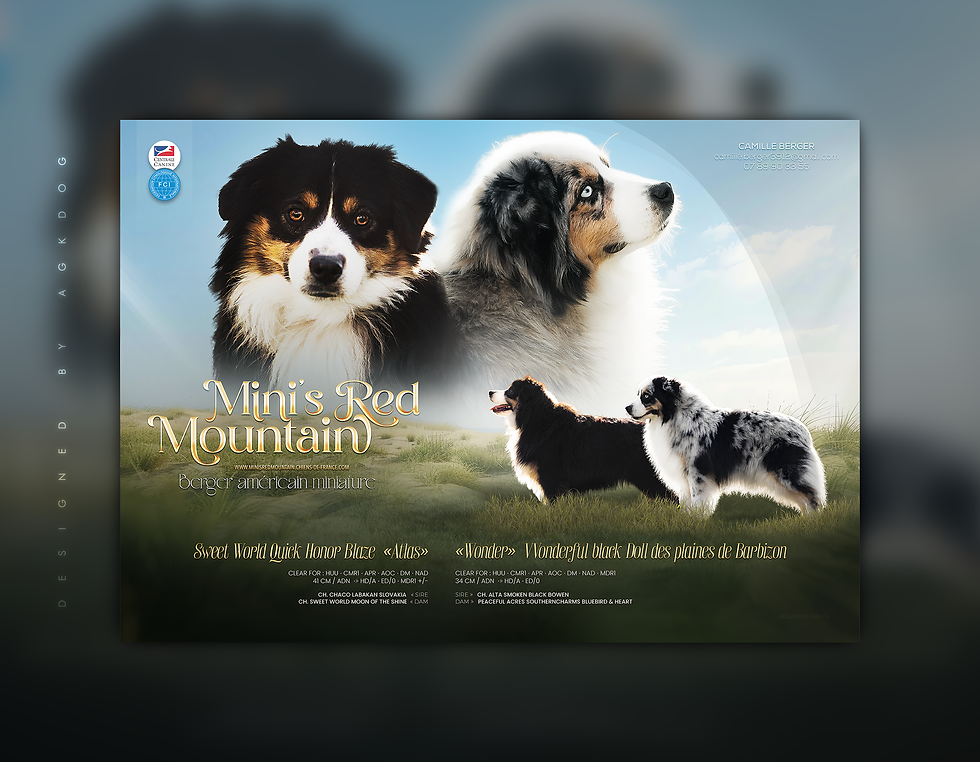 Annonce de mariage, Berger Américain Miniature, Mini Aussie, Chiots, Design, Montage