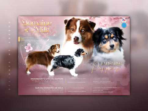 Annonce de mariage d'Eddy & Sun, élevage du Domaine de Milk