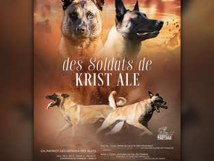 Annonce de mariage, Malinois, élevage des Soldats de Krist Ale