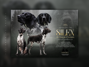 Studcard, Silex du Château d'Avesnes