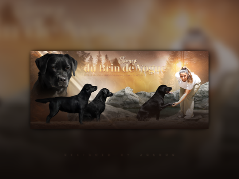 Bannière de l'élevage du Brin de Vogue, Labrador Retriever