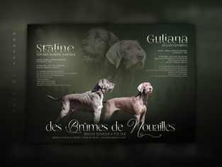 Annonce de mariage, Staline & Guliana, élevage des Brumes de Nouailles, Braque Slovaque à Poil Dur