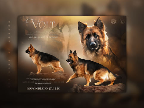 Studcard, Volt, élevage du Domaine de Milk