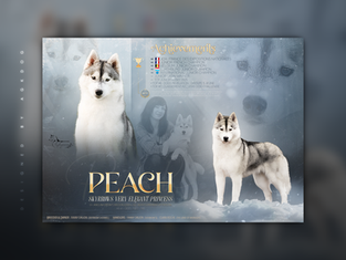 Studcard • Peach