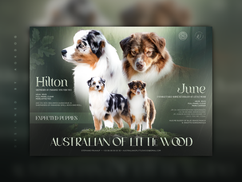 Annonce de mariage, Hilton & June, élevage Australian Of Little Wood