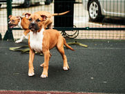 two-happy-american-staffordshire-terrier-puppies-walk-portrait.jpg