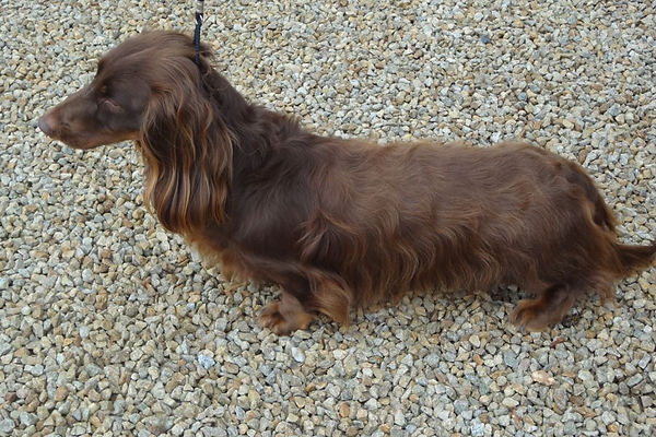 chiens-Teckel-poil-long-d35680df-f16b-bb