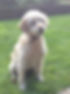 Amber - Chilterns Clinical Canine Massage.JPG