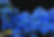 Flowers2 - Cop.png