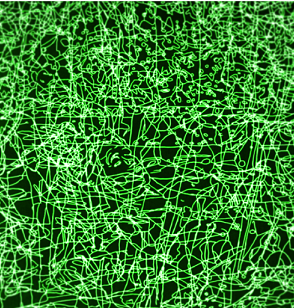 rhizome.png