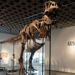 The $50 Million T. Rex and the Question of Who Gets to Own History