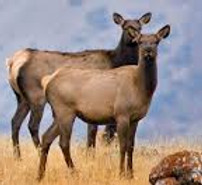Small Elk Herd.jfif