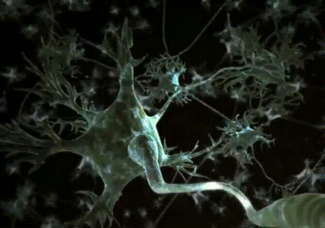simapsis-enferdom-1.gif