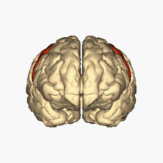 Cerebrum_-_precentral_gyrus_-_animation.gif