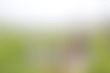 המדע של שעם או פקק בורג - מה עדיף לבקבוקי יין?