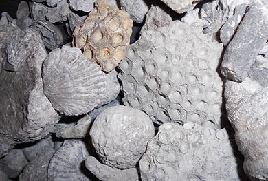detailed photo of devonian fossils