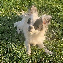 20250409_194027_edited.jpg