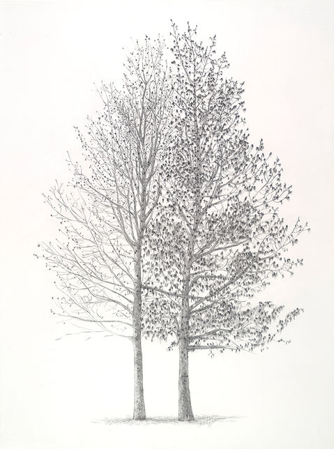 Treedoublebirch.jpg