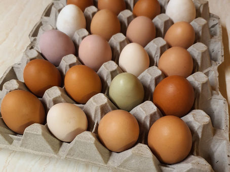 🌱 Castlemains Farm Blog – Week 3 🌱Egg-citing news, cheeky goats, and pony shoe rescues!