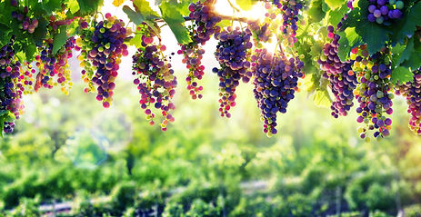 vendanges
