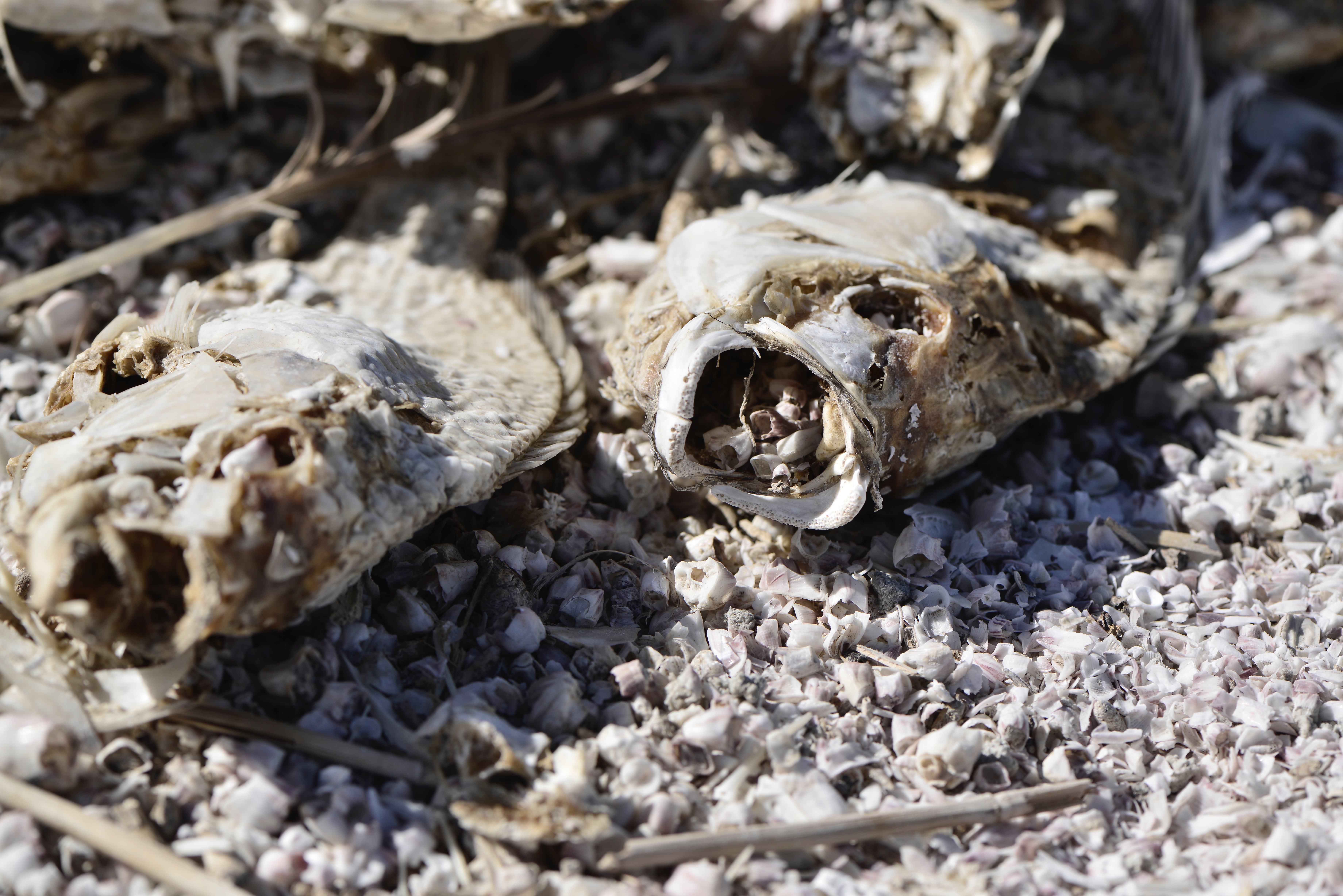 Salton Sea, California