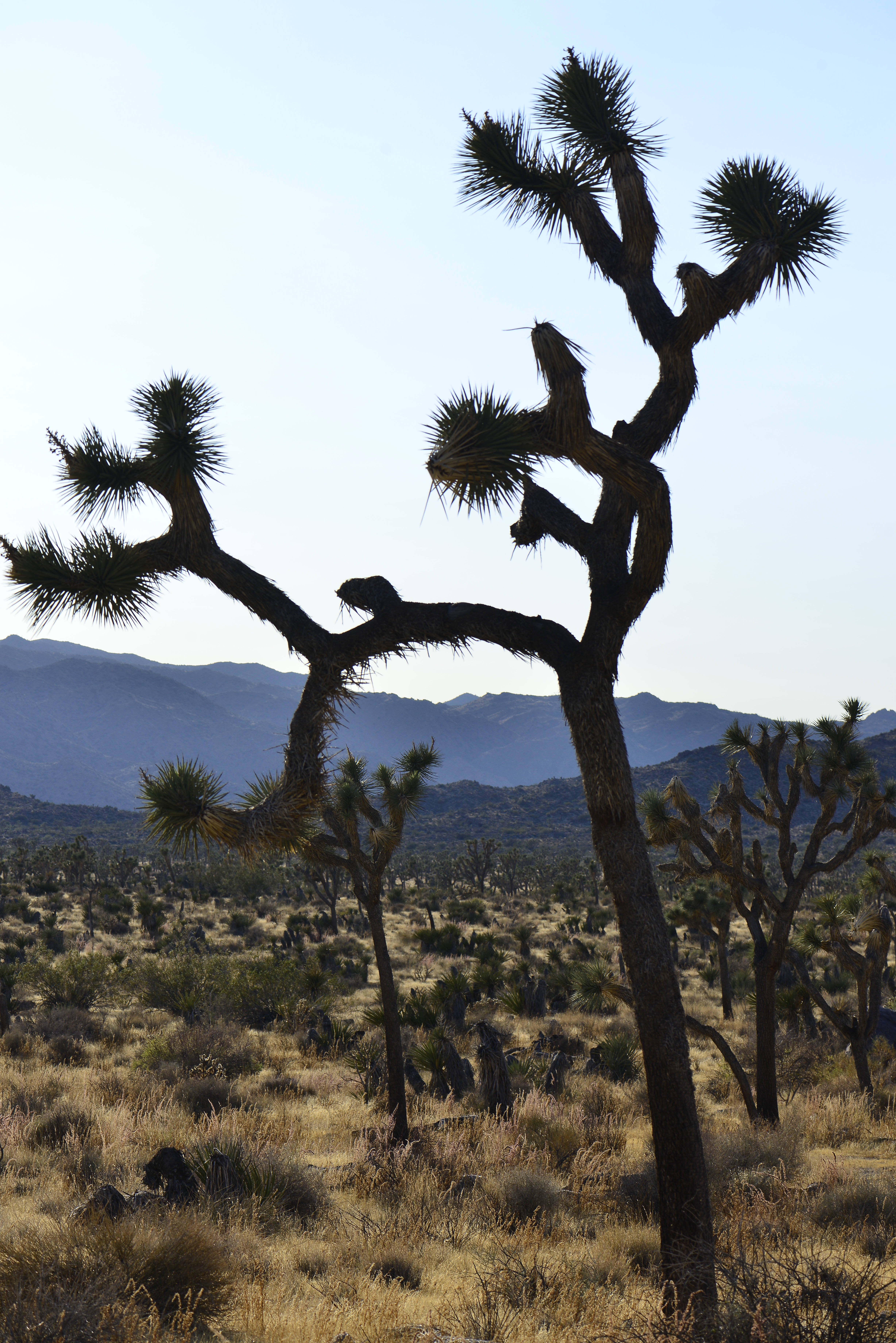 Joshua Tree, California