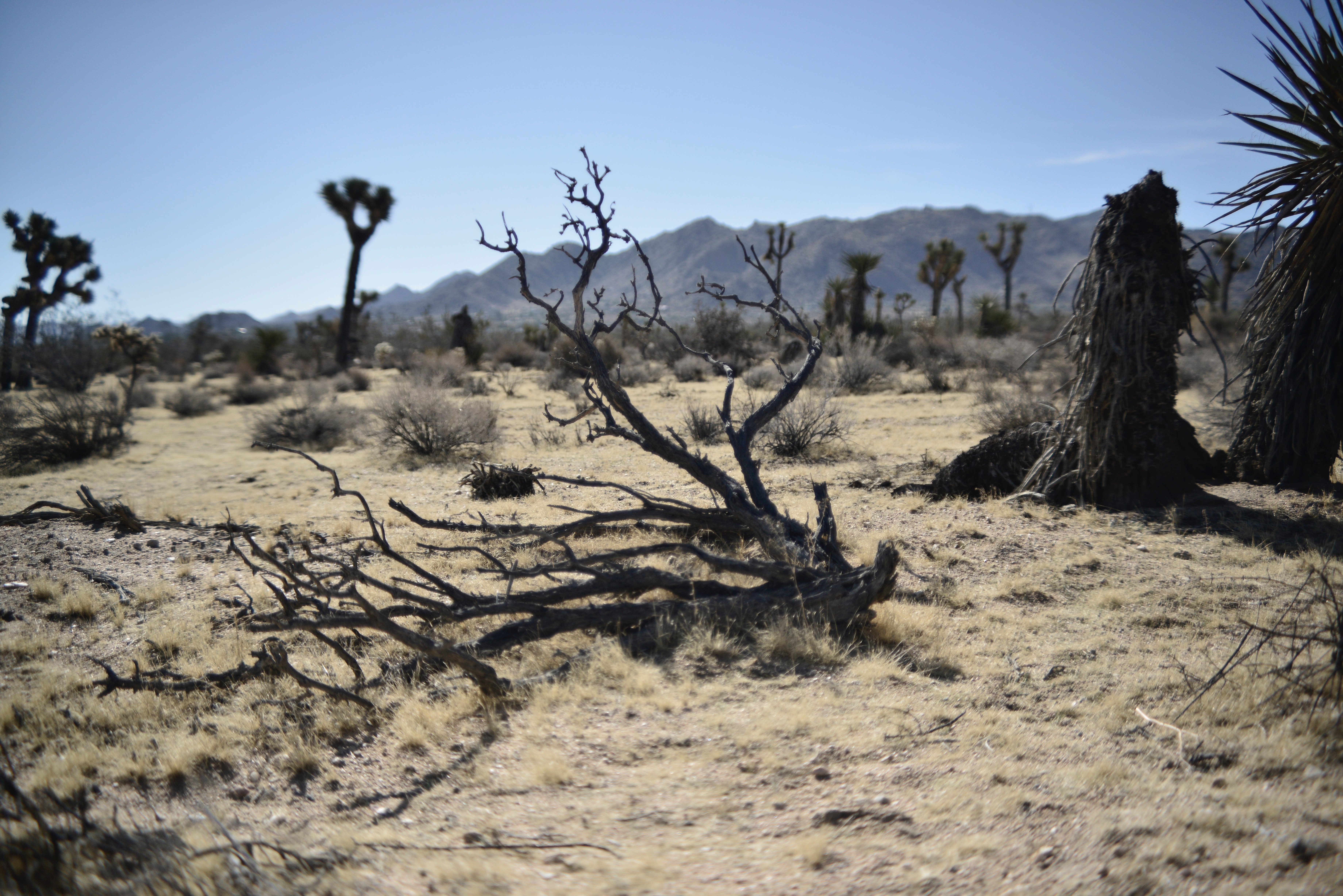 Joshua Tree, California