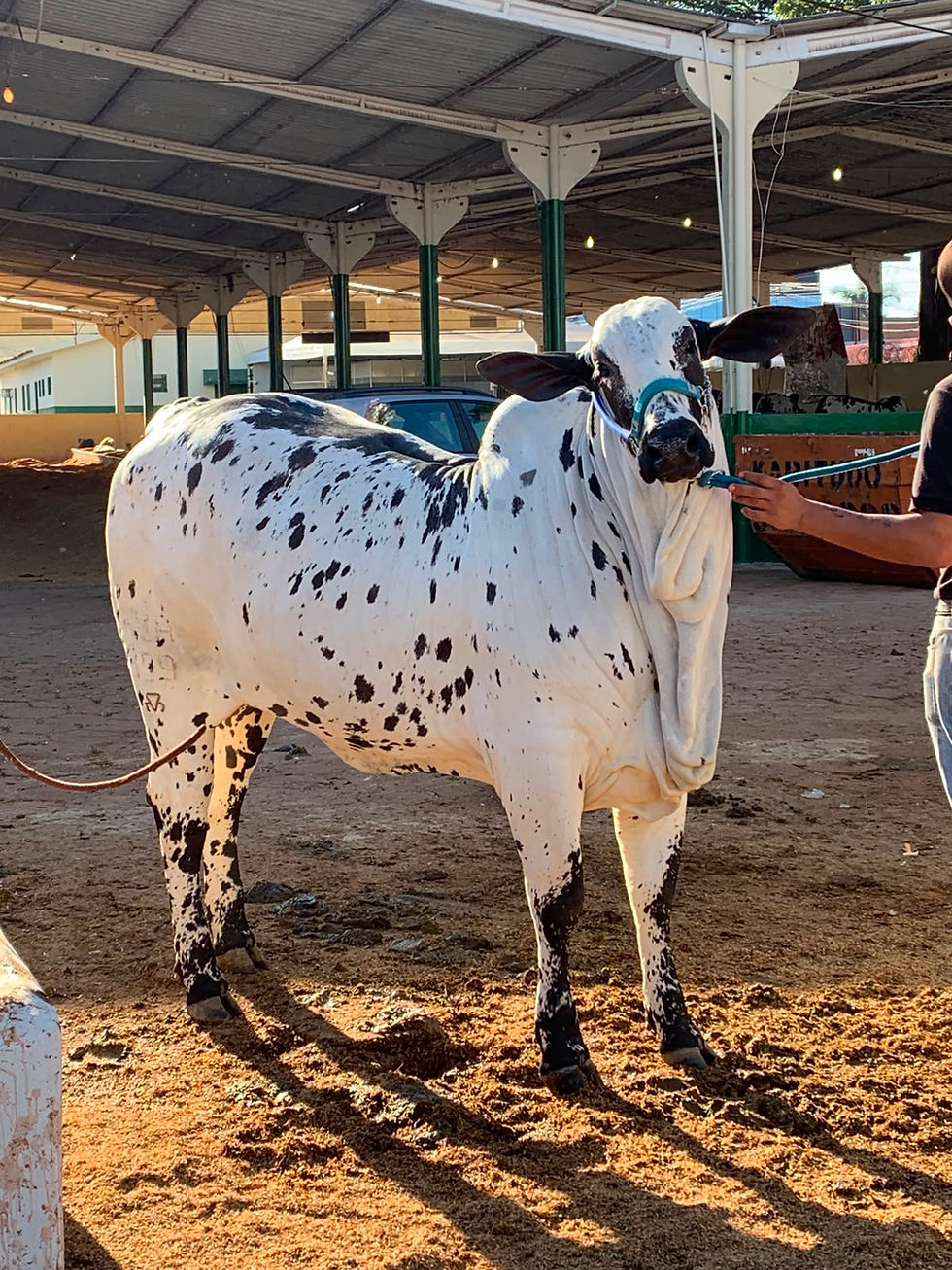 MUITO ALÉM DA BELEZA: O CUIDADO E O VALOR DO GADO DE ELITE NA EXPO RIO VERDE
